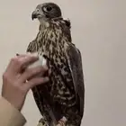 طير حر صقر حر