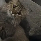 قطة تبني