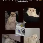 قط مفقود