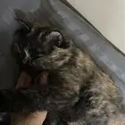 قطه شيرازيه
