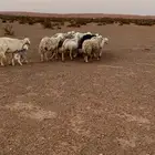 غنم دفيع مشروطه