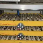 بيض سمان مخصب للفقاسات