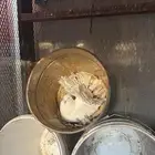 حمام رقاص منتج شرط