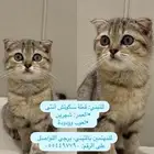 قطه سكوتش للتبني