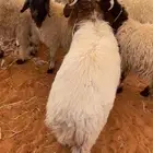ذبايح جبره وذبايح ثلاجة متوفر تمارا ( الرياض مخرج 36 )
