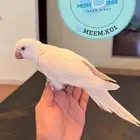 كويكر البينو اليف وهدد نشبه