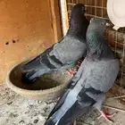 حمام قطيفي للبيع