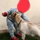 تيس قزم لعوب