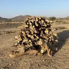 للبيع حطب حملة شاص