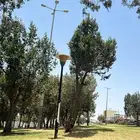 شقه بلجرشي