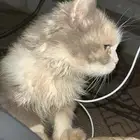 قط شيرازي اليف للتبني