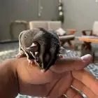 سنجاب طائر شوقر قلايد