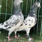 حمام زوج تب التب