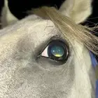 تدريب ركوب الخيل ركوب حر