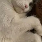 قط شيرازي لتبني