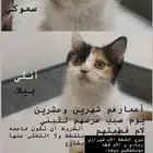 قطه لتبنى