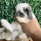 ارنب الهولندلوب