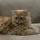 قط شيرازي عمره 11 شهر