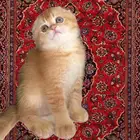 قطط صغيرة للبيع سكوتش فولد ستريت انثى ذكر كيتن قطه قطوه بسه