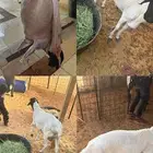 بربري طيب مربى اكثر من ثلاث شهور