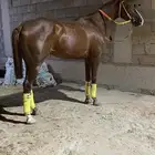 حصان فرنسي سرعه