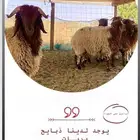 ذبايح