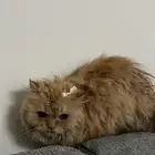 قط مفقود حي الإسكان