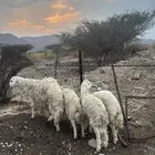 خرفان حري