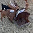 تيوس و عنقان للبيع