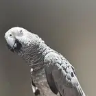 كاسكو متكلم متوفر اقساط