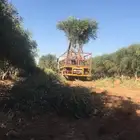 شجر زيون اشجار الزيتون