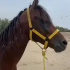 خيل شعبي