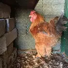 ديك ودجاجه براهما
