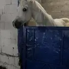 خيل عربي و البيع شعبي