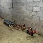 دجاج بلدي