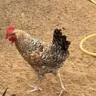 دجاج تركي