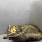 قطوه للتبني