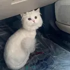قطو للتبني