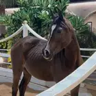 فرس واهو   مهر   لقاح ثقيل