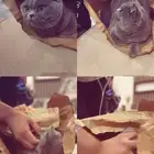 قط انثى بريتش شورت هير للتزاوج