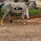 فرس مع مهر للبيع