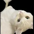 قطط