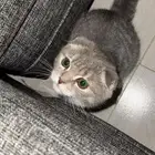 قطه سكوتش غير مطعمه العمر3 شهور