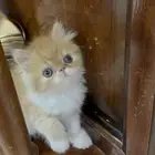 دكر شيرازي بيكي فيس العمر شهر ونص خالي من الأمراض