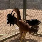دجاج سندي