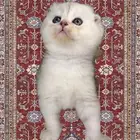 قطط تمارا و تابي سكوتش فولد تربل فولد برتش شورت هير ستريت قط