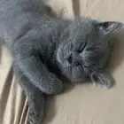 قطه سكوتش للبيع