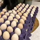 بيض بلدي