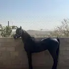 حصان ادهم شعبي