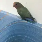 روز